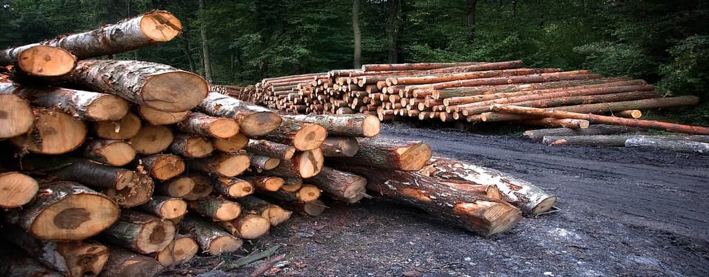 société de bûcherons partout en France